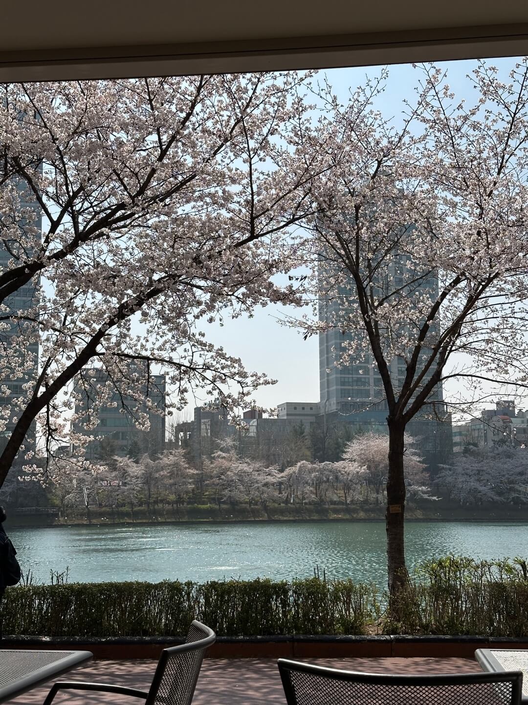 석촌호수 벚꽃 실시간