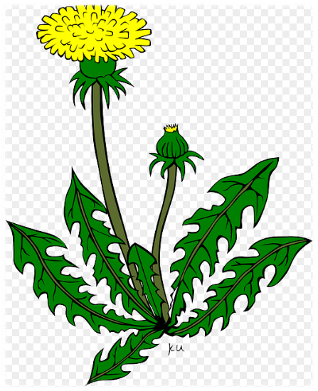 민들레의 효능 민들레 요리