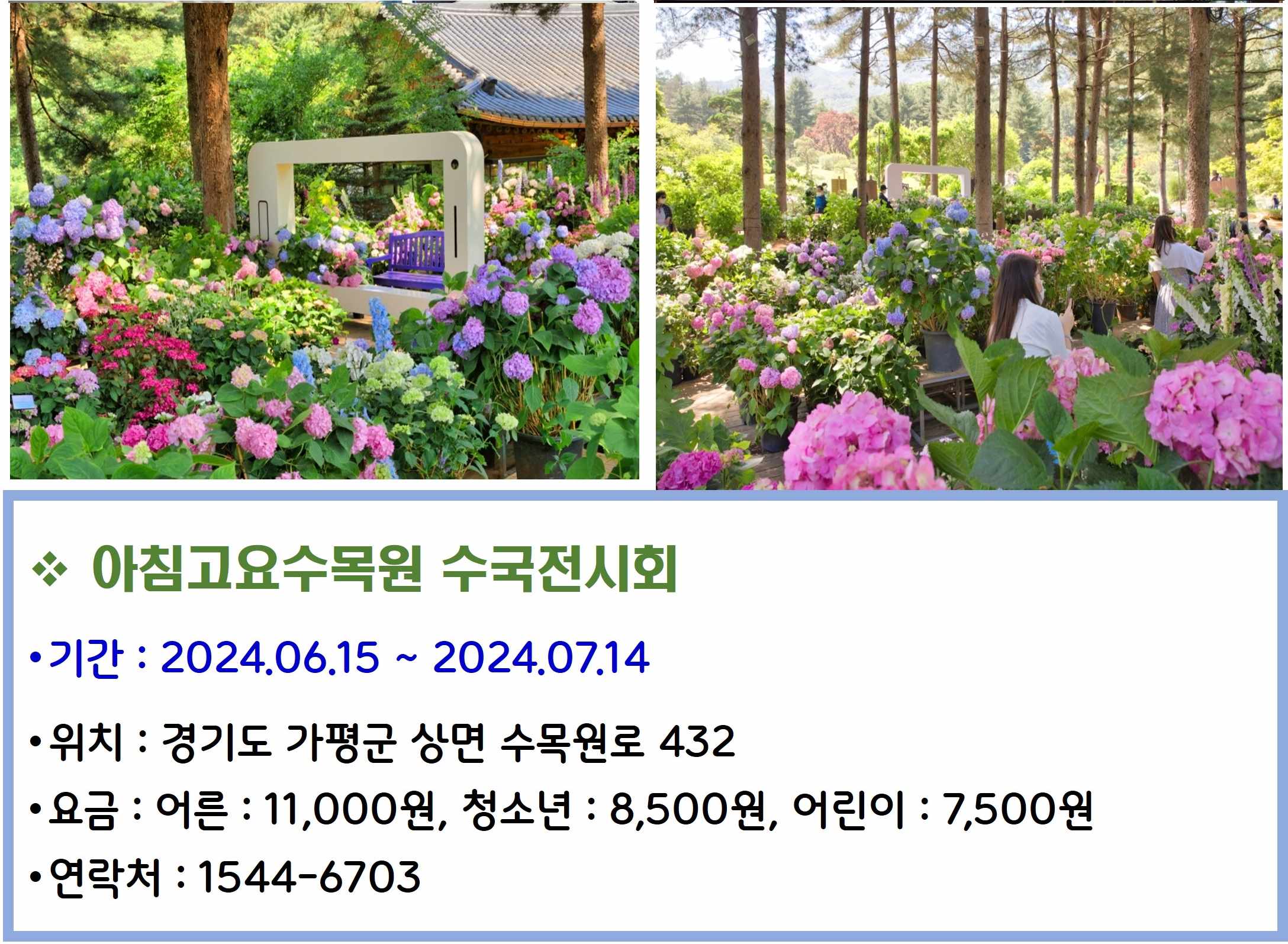 아침고요수목원 수국전시회