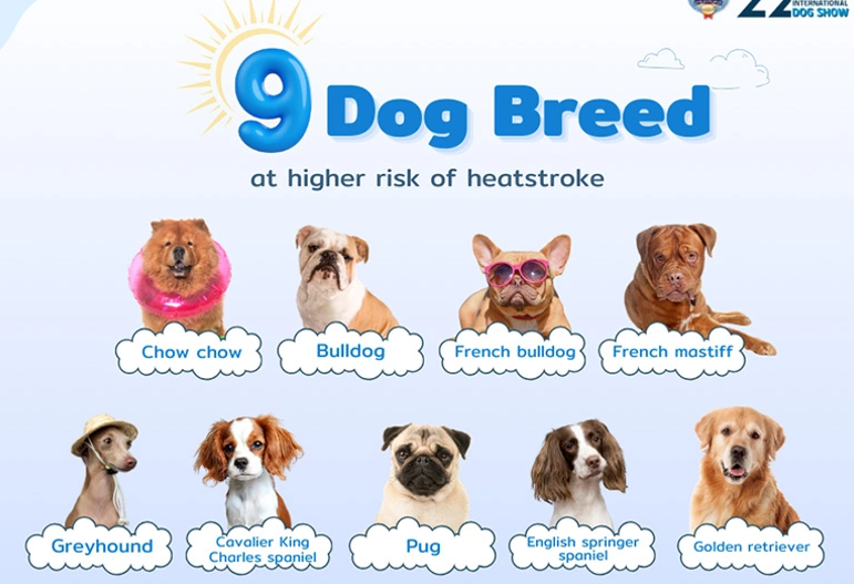 열사병에 취약한 견종 9 이미지
