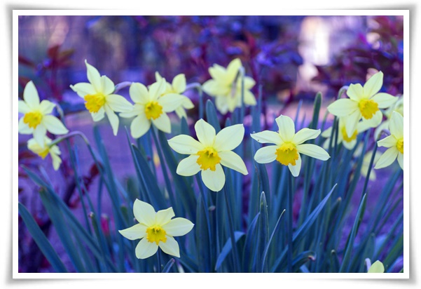 "수선화" 봄의 향기를 담은 마음을 따뜻하게 해 주는 봄의 전령사!