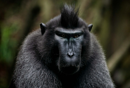 2025년 6월 원숭이띠 생년별 운세