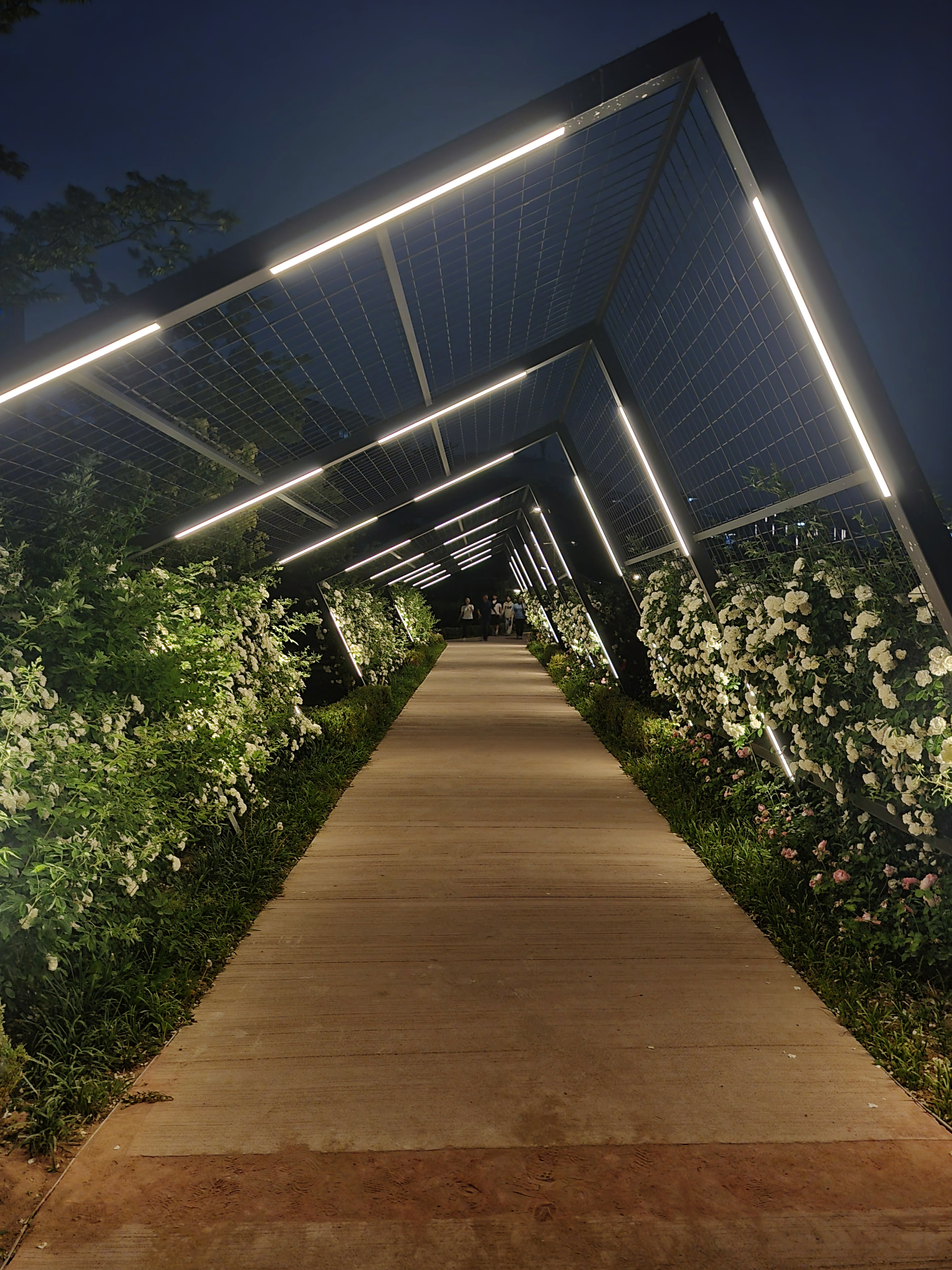 조형물과 어우러진 하얀 장미 야경