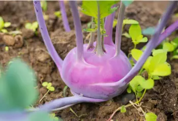 콜라비 효능 및 영양성분, 가격과 먹는법