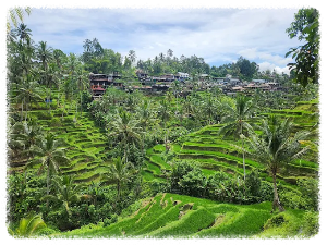 뜨갈라랑 라이스 테라스