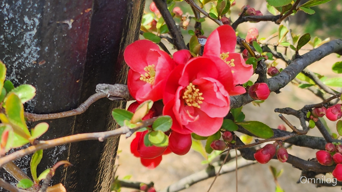 명자나무 꽃 ,산당화