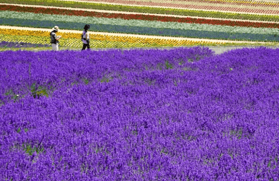 일본 소도시 여행: 나만의 일본을 위한 완벽 가이드