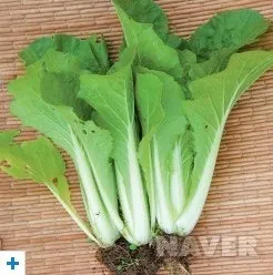 &amp;quot;얼갈이배추