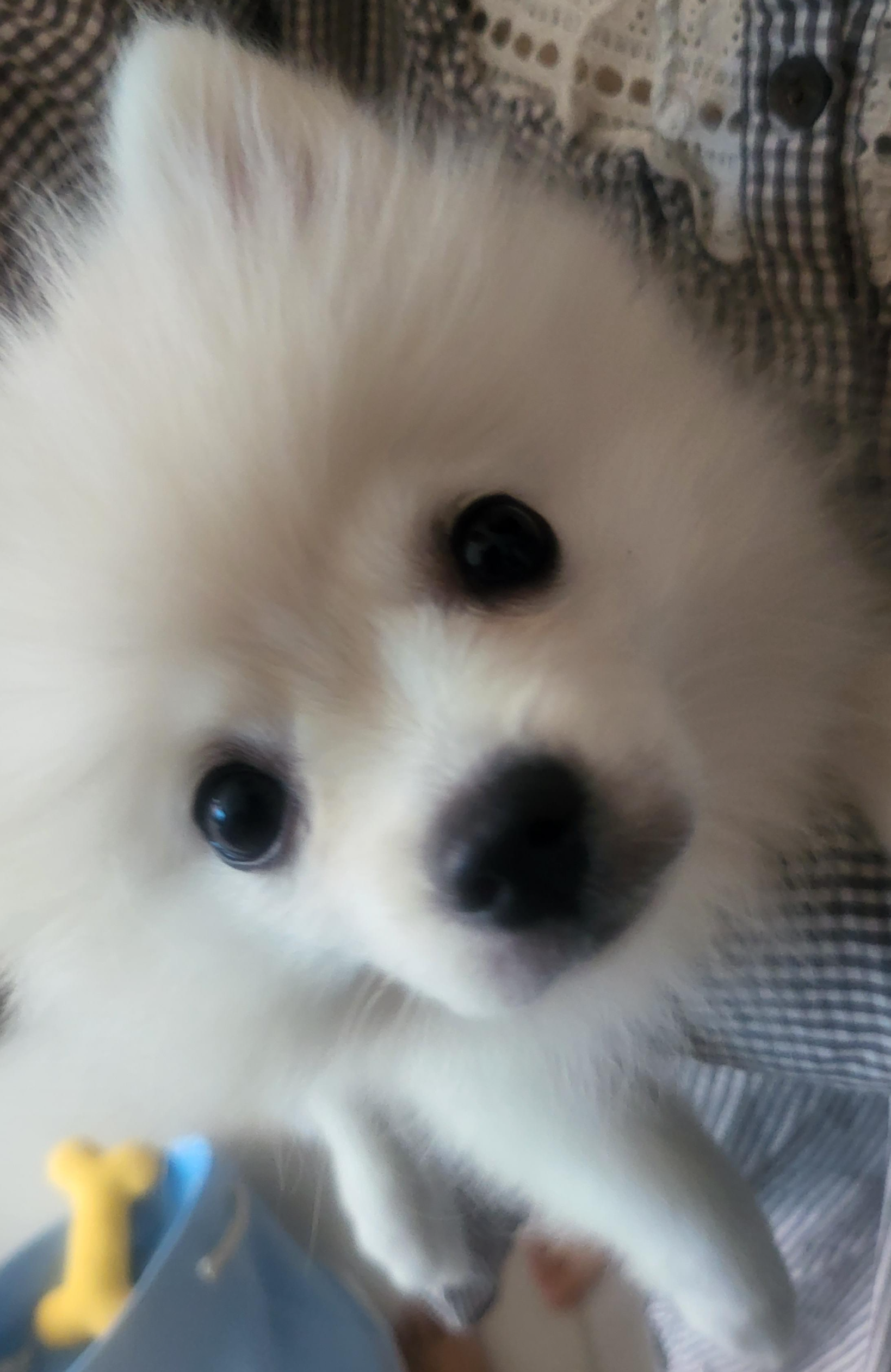 카메라가 궁금한 하콩