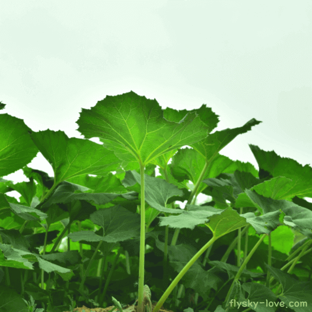 식이섬유가 풍부한 머위