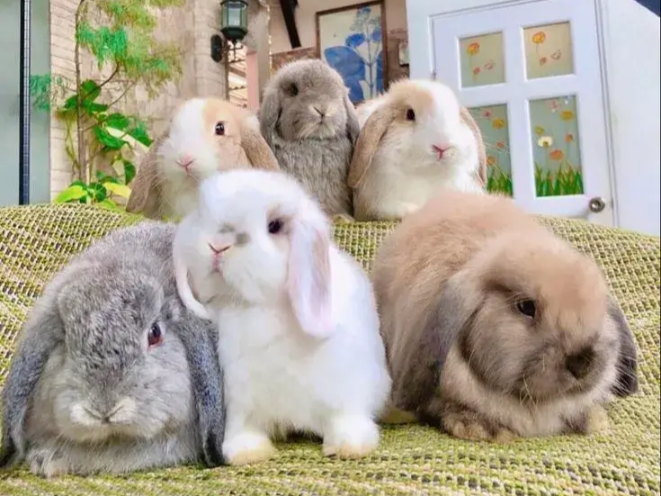 롭이어-토끼-분양-받을때-주의사항