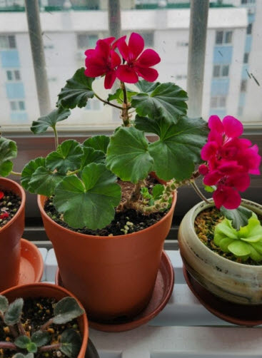 여름철에 강한 식물 추천과 관리법 – 더위를 이겨내는 반려식물 리스트