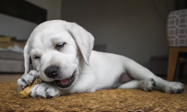 강아지사진/출처:어도비스톡