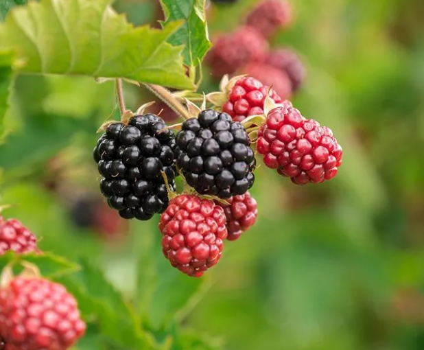 복분자 영어로 오디 산딸기 영어 표현 블랙배리 차이 총정리1