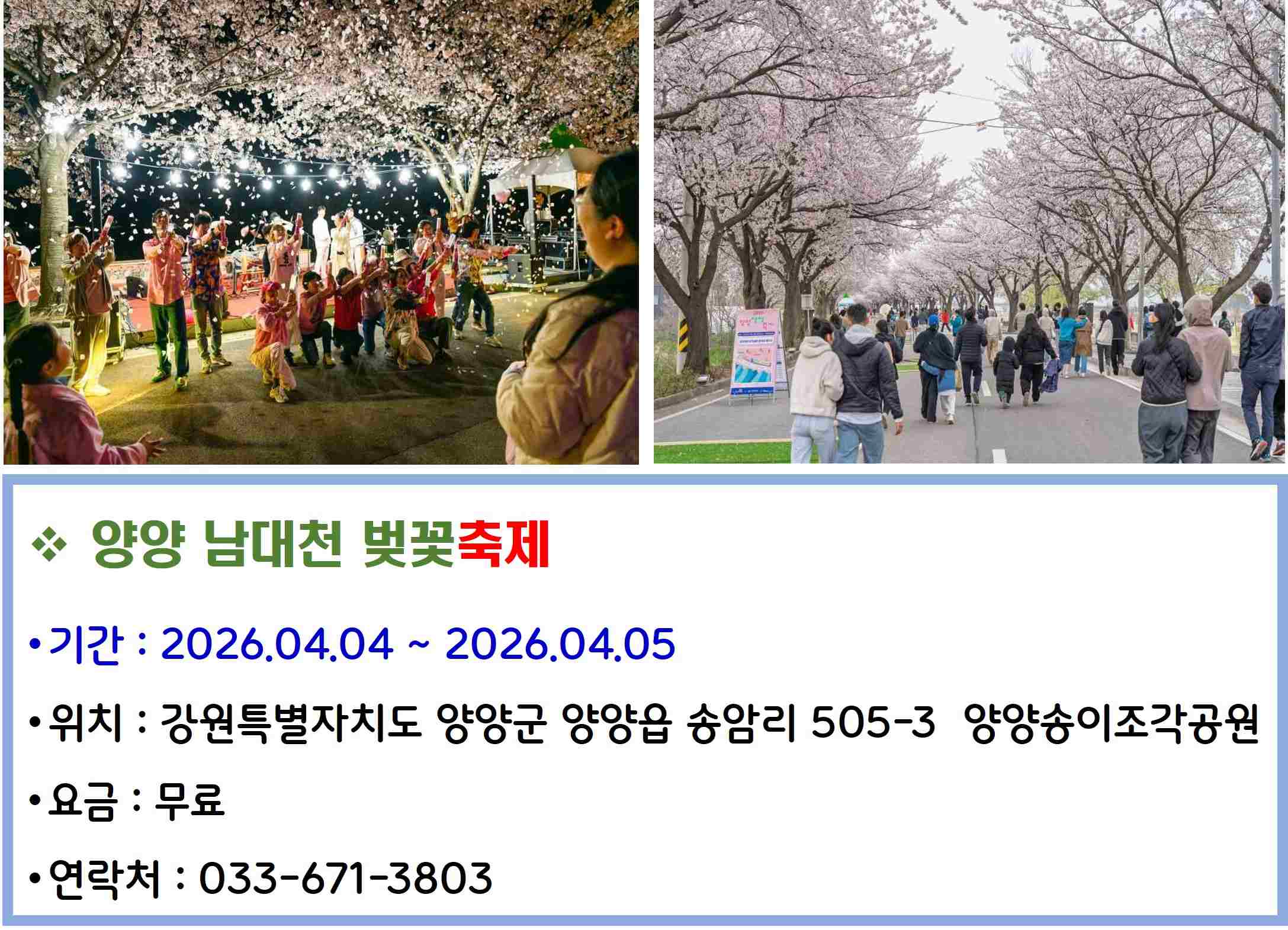 양양 남대천 벚꽃축제