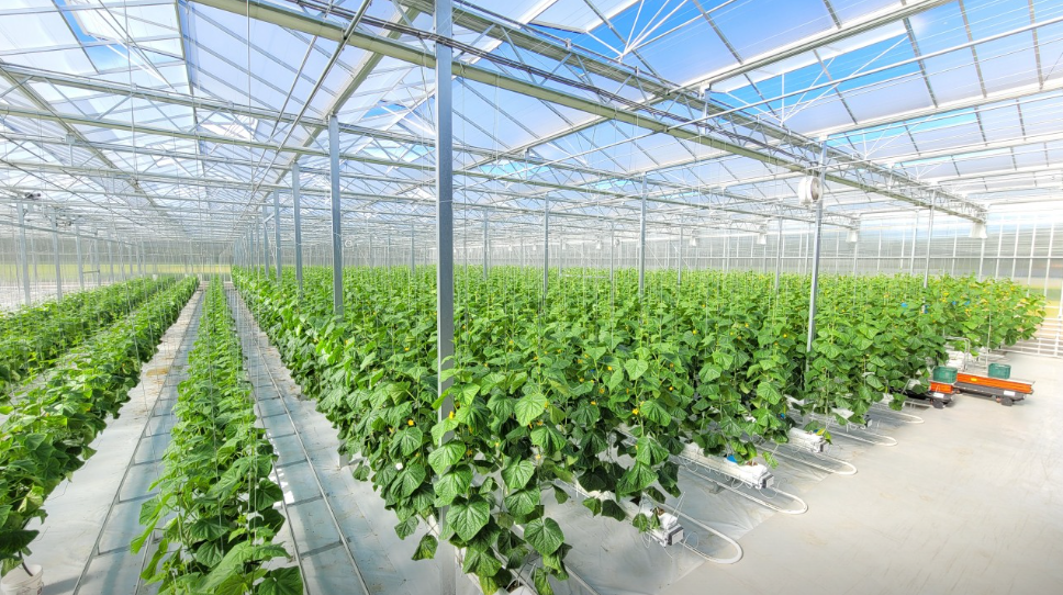 6시내고향 충남 보령 벼루 오이 주꾸미 축제 청보리밭 관련 정보