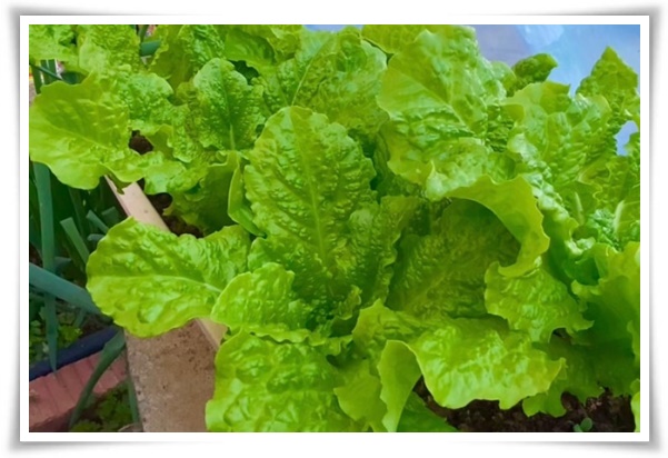 텃밭 &quot;상추 키우기&quot; 초보자도 쉽게 키우는 신선한 쌈 채소 재배의 모든 것!