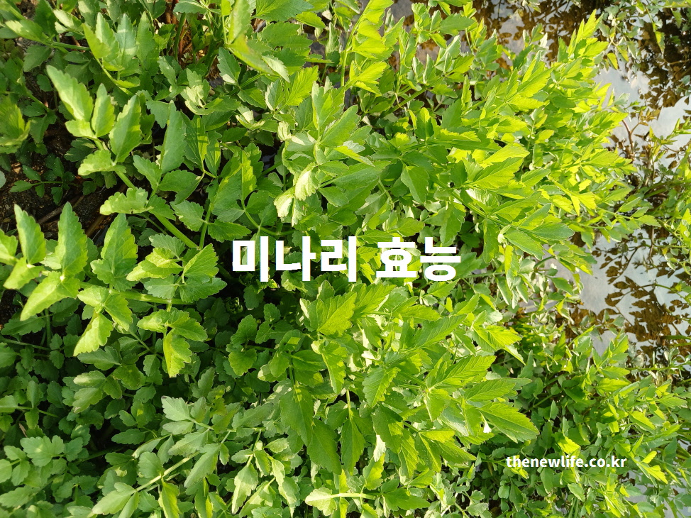 미나리 효능을 과학적인 근거를 바탕으로 설명하는 대표 실물 사진