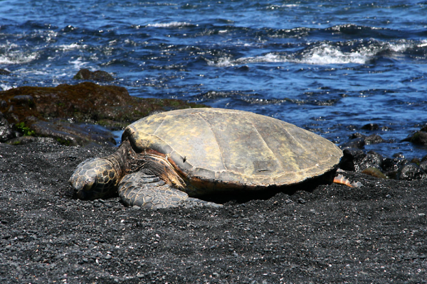 하와이 신혼여행