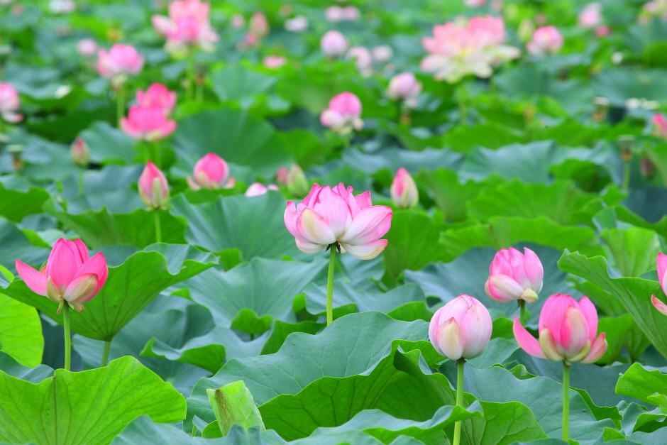 성주 뒷미지수변공원