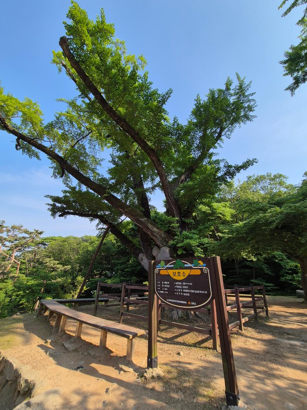 전등사 보호수