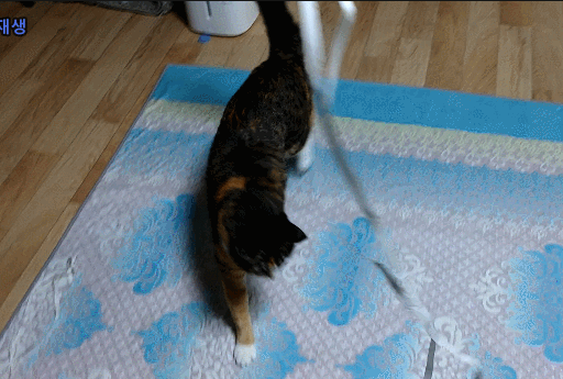 고양이 장난감 사냥 놀이