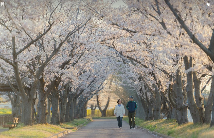 시니어 추천 서울 벚꽃 건강 산책길(걷기,운동,벚꽃)