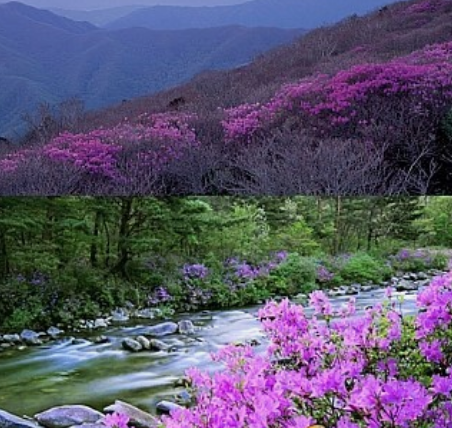 진달래꽃명소