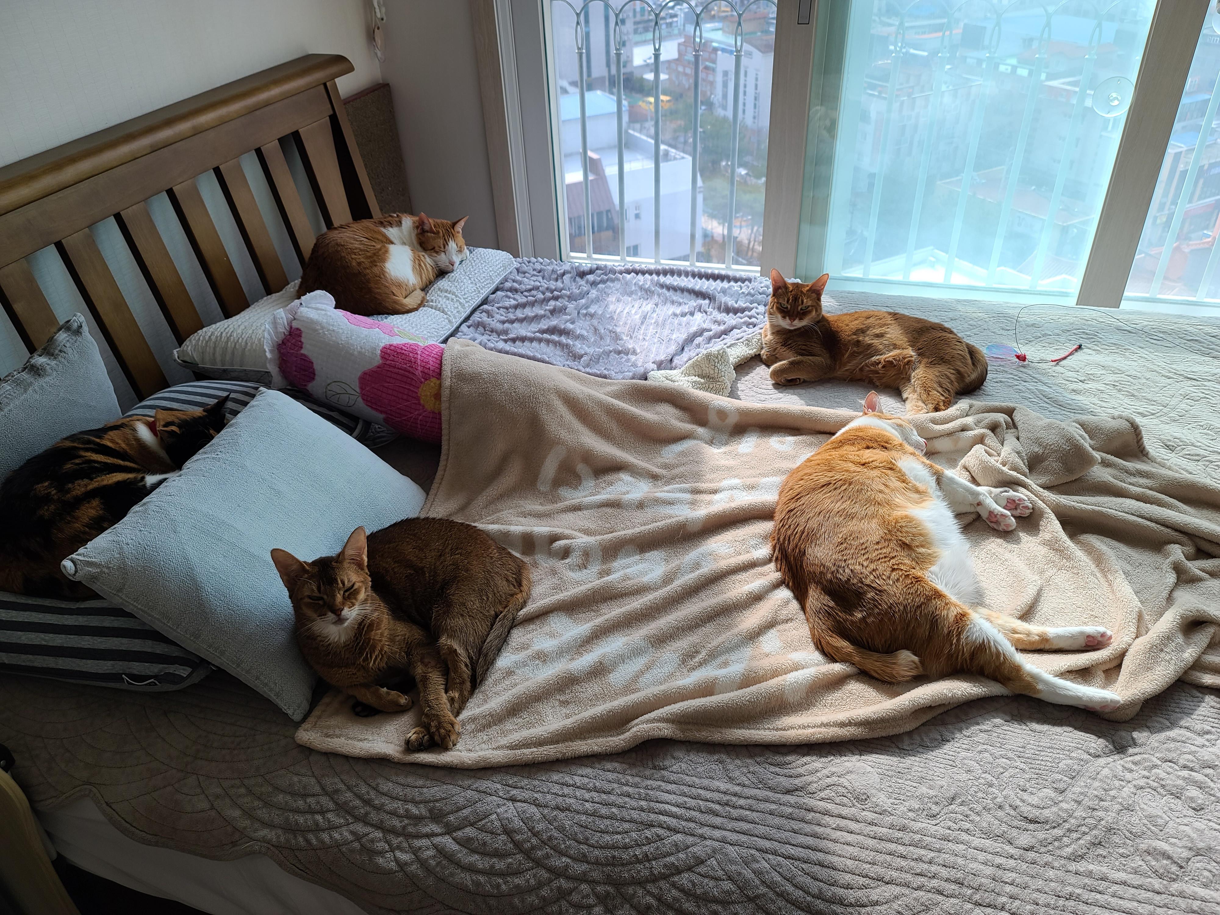 우리집 고양이들에게 전기장판은 선택이 아닌 필수! 보일러가 고장난 3일동안 아홉냥이들은...