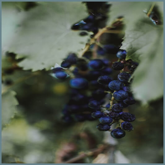 블루베리-부작용-주의사항