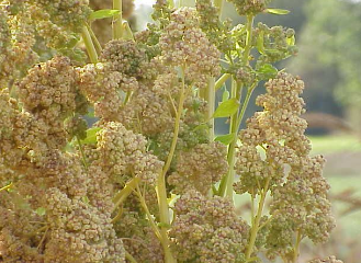 퀴노아 관련 사진