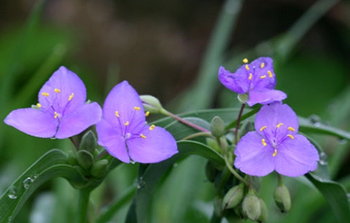 가을에 피는 꽃 자주달개비