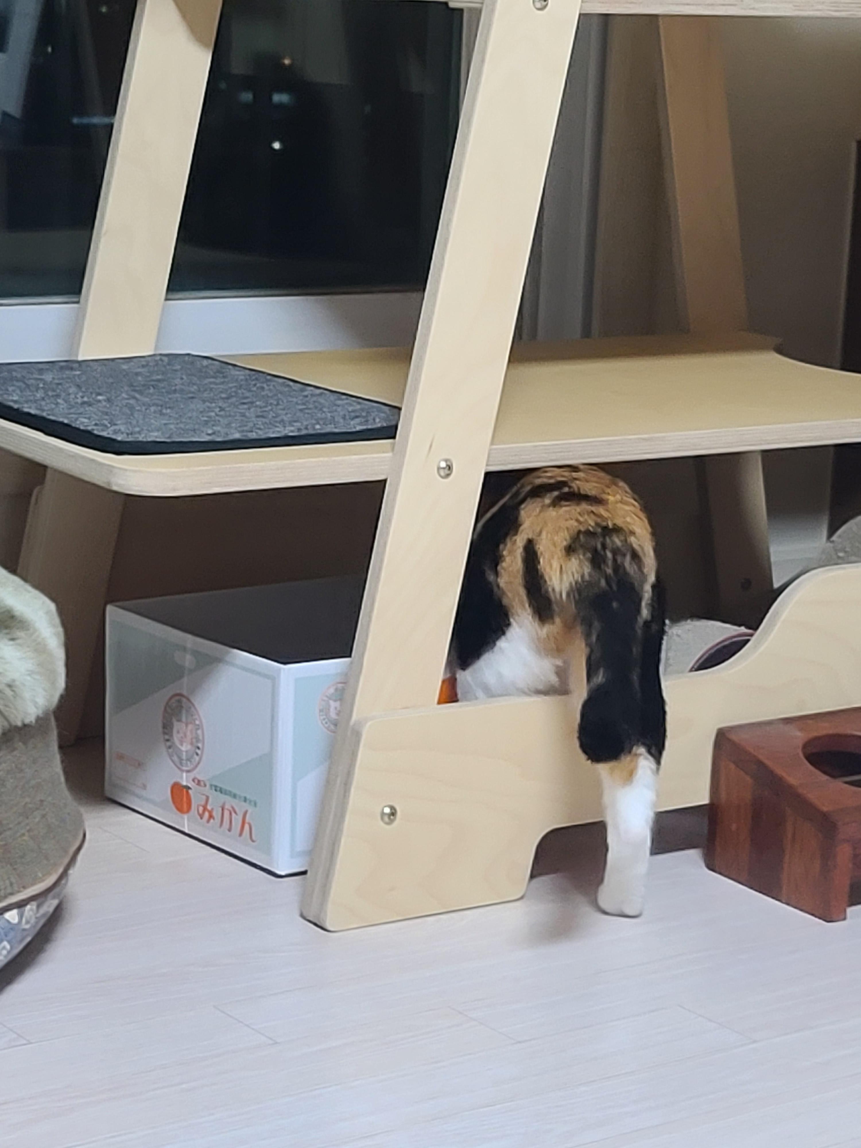 집사가 사준 스크래쳐를 잘 써주는 고양이들. 고양이들에게 스크래쳐가 꼭 필요한 이유.