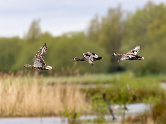빠르게 날아가는 꿈