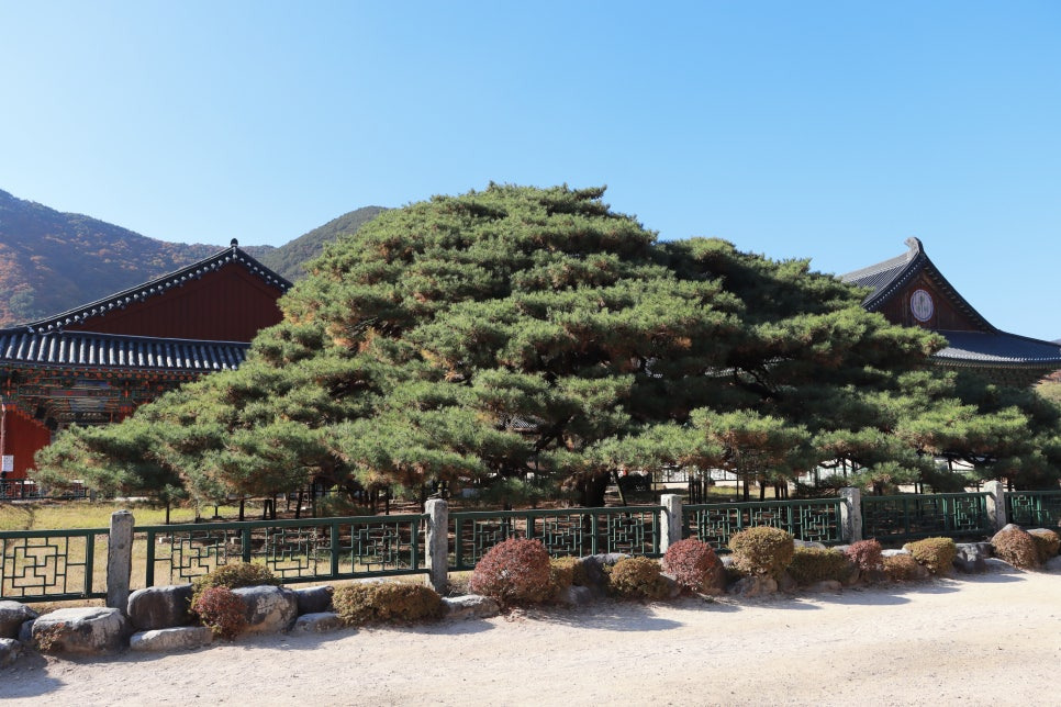 청도 운문사
