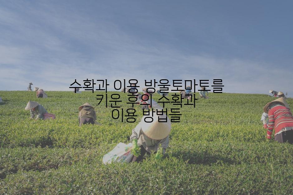 수확과 이용 방울토마토를 키운 후의 수확과 이용 방법들