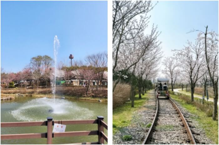 왕송호수캠핑장-벚꽃