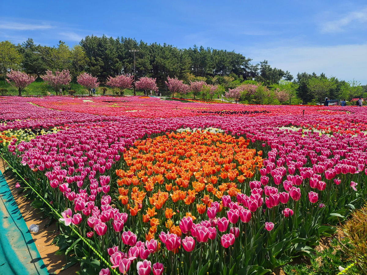태안-세계튤립꽃박람회-사진3