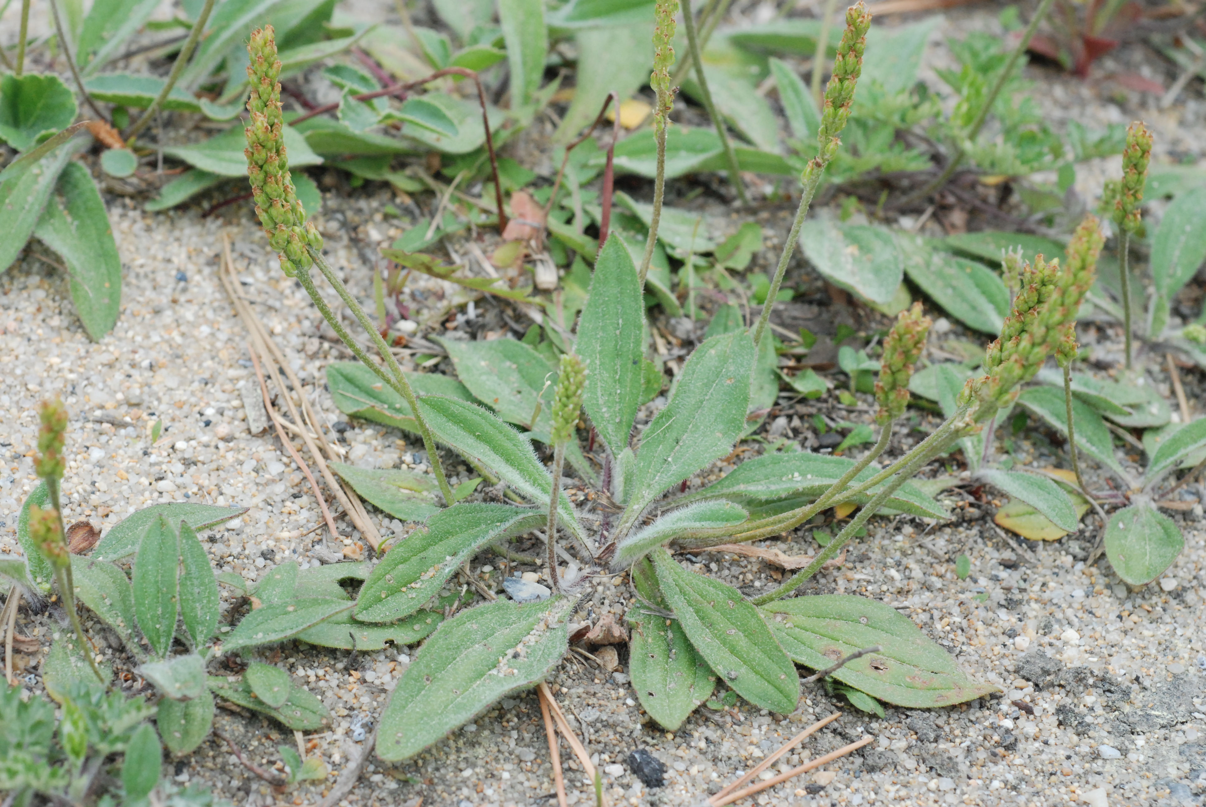 차전자피의 효능 핵심은 '이것'