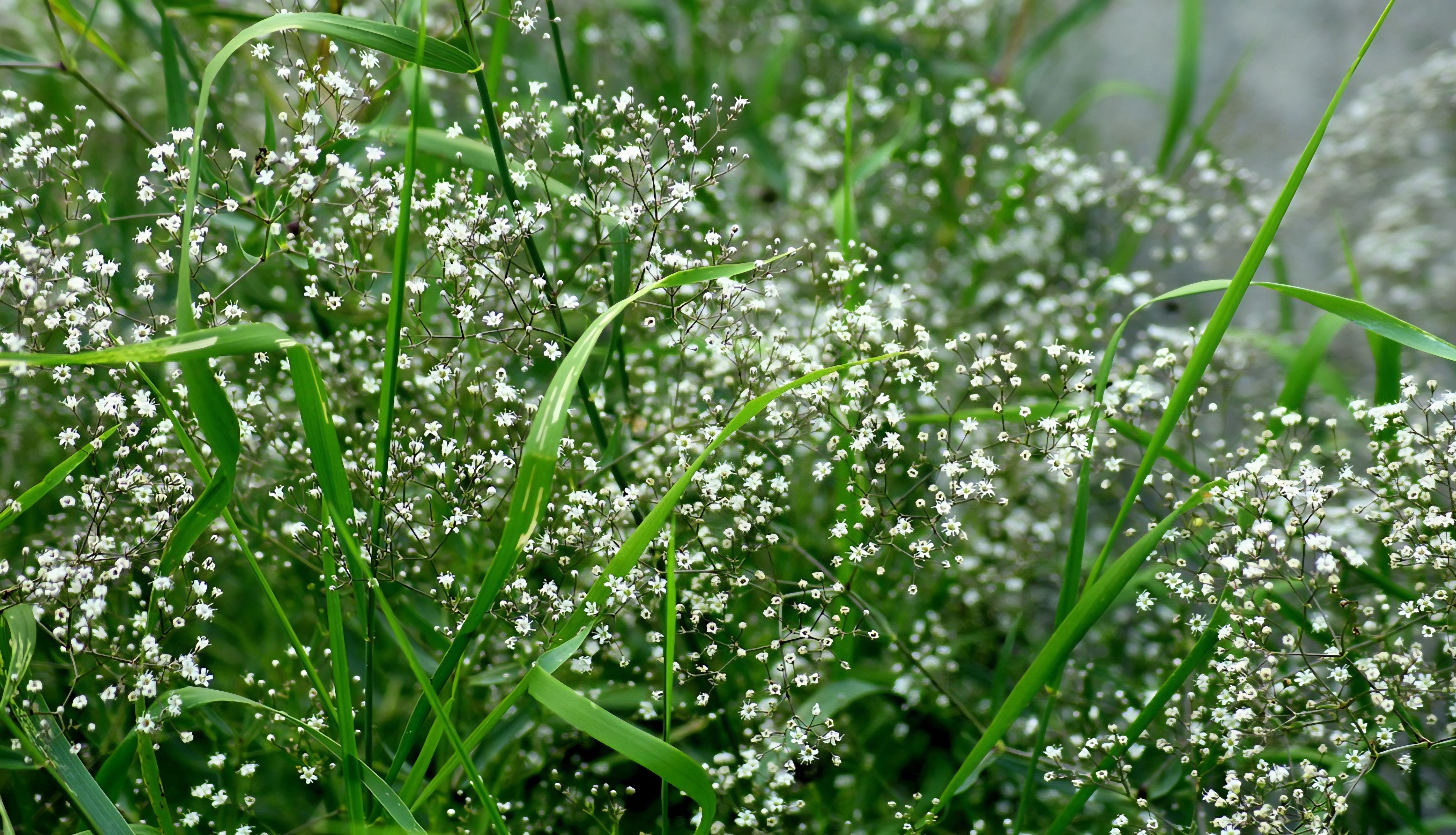 풀밭 사이에 핀 흰 안개꽃