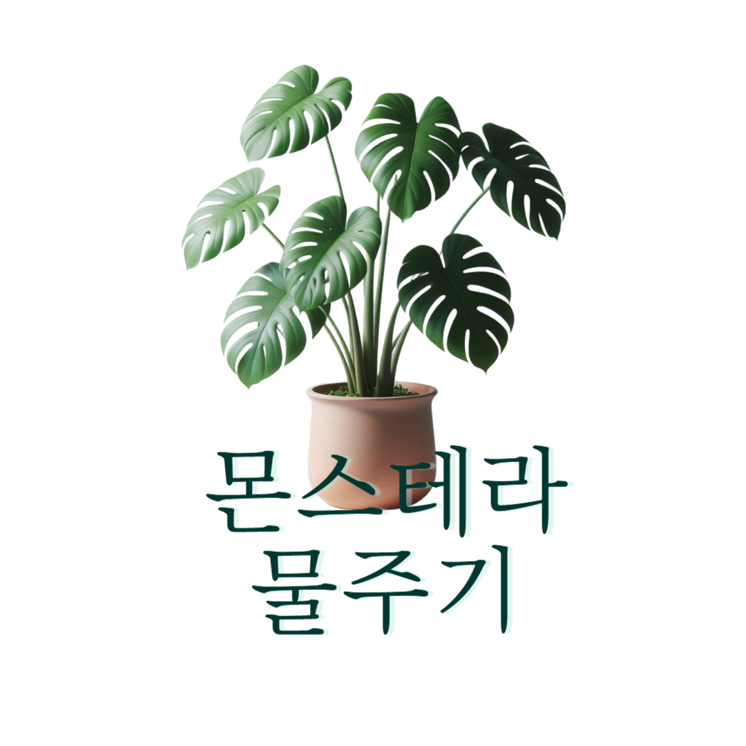 몬스테라 물주기