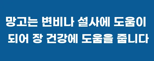 망고는 변비나 설사에 도움이 되어 장 건강에 도움을 줍니다