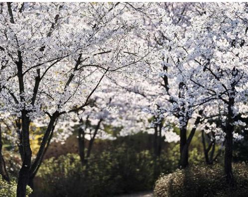 인천 벚꽃
