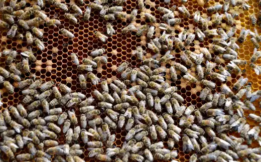 프로폴리스 효능효과 영양성분과 부작용