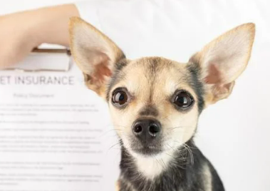 KB 펫보험 강아지 보험 동물등록증 할인 후기