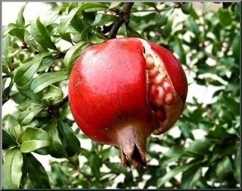 석류 재배 전정 요령 착과 관리 고온 피해 예방_7