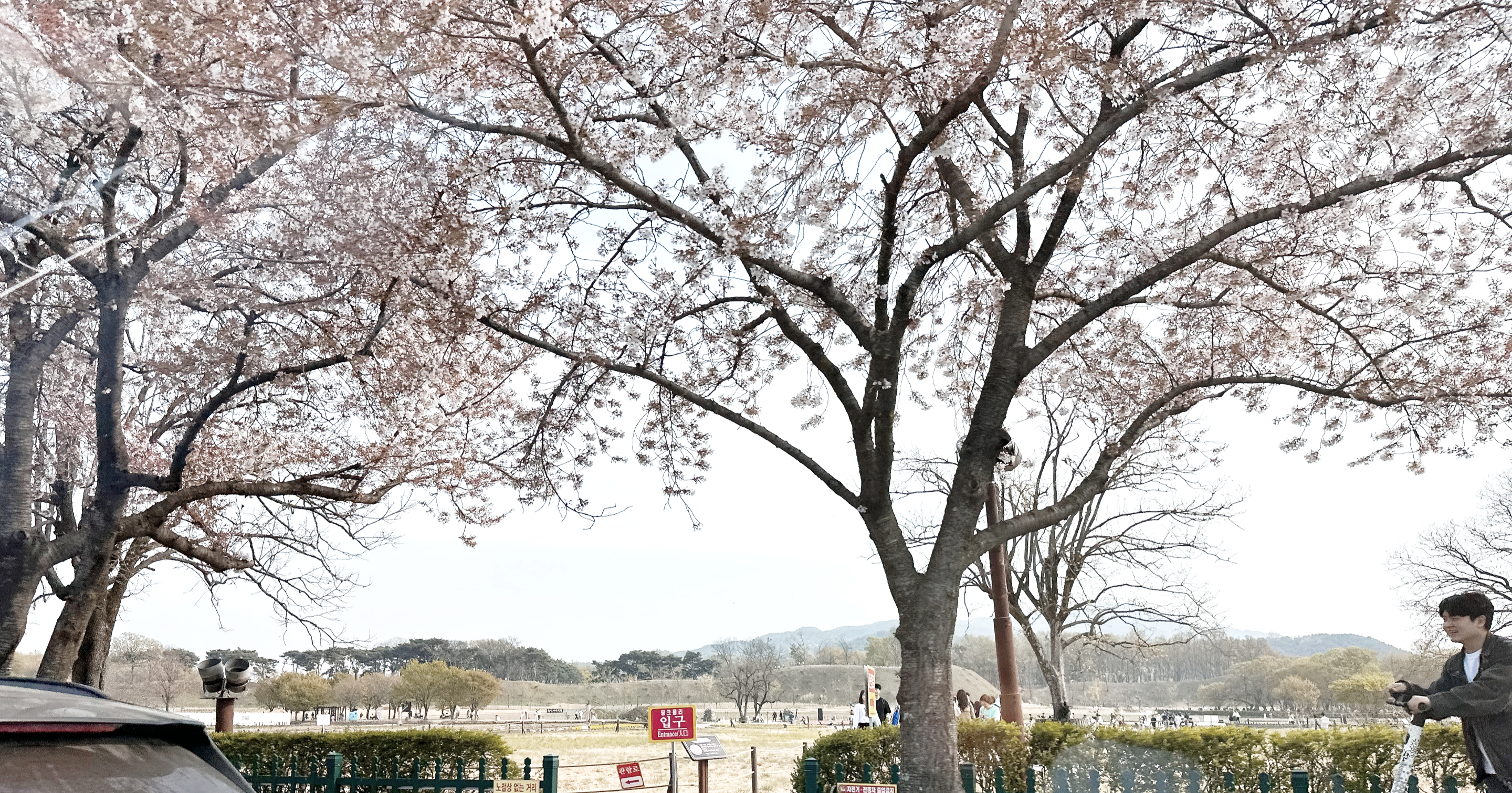 2025년 경주 벚꽃 개화 시기 및 명소 추천