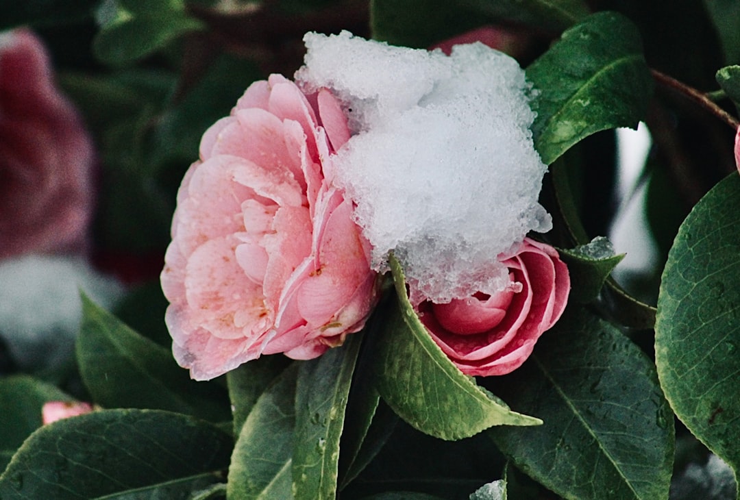 Camellia