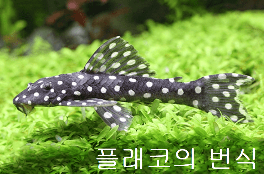 플래코 번식