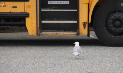 고속버스 & 시외버스